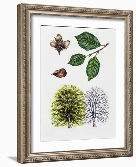 European Beech or Common Beech (Fagus Sylvatica)-null-Framed Giclee Print