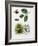 European Beech or Common Beech (Fagus Sylvatica)-null-Framed Giclee Print