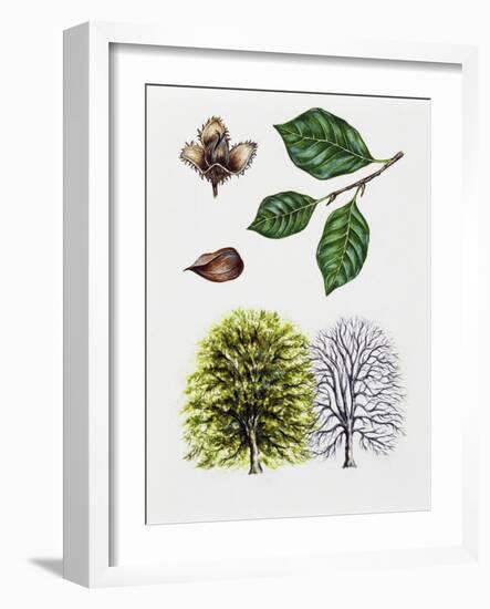 European Beech or Common Beech (Fagus Sylvatica)-null-Framed Giclee Print