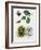 European Beech or Common Beech (Fagus Sylvatica)-null-Framed Giclee Print