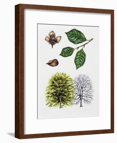 European Beech or Common Beech (Fagus Sylvatica)-null-Framed Giclee Print