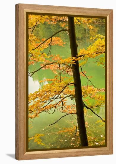 European Beech Tree (Fagus Sylvatica) by Proscansko Lake, Upper Lakes, Plitvice Lakes Np, Croatia-Biancarelli-Framed Premier Image Canvas