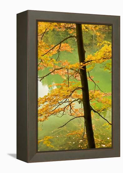 European Beech Tree (Fagus Sylvatica) by Proscansko Lake, Upper Lakes, Plitvice Lakes Np, Croatia-Biancarelli-Framed Premier Image Canvas