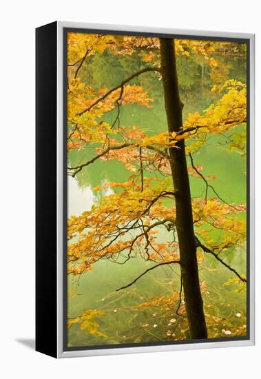 European Beech Tree (Fagus Sylvatica) by Proscansko Lake, Upper Lakes, Plitvice Lakes Np, Croatia-Biancarelli-Framed Premier Image Canvas
