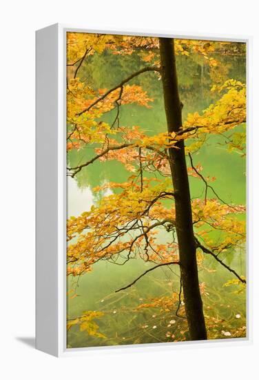 European Beech Tree (Fagus Sylvatica) by Proscansko Lake, Upper Lakes, Plitvice Lakes Np, Croatia-Biancarelli-Framed Premier Image Canvas