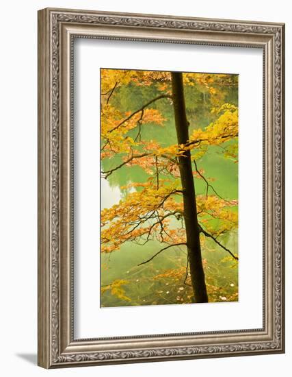 European Beech Tree (Fagus Sylvatica) by Proscansko Lake, Upper Lakes, Plitvice Lakes Np, Croatia-Biancarelli-Framed Photographic Print