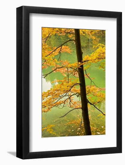 European Beech Tree (Fagus Sylvatica) by Proscansko Lake, Upper Lakes, Plitvice Lakes Np, Croatia-Biancarelli-Framed Photographic Print