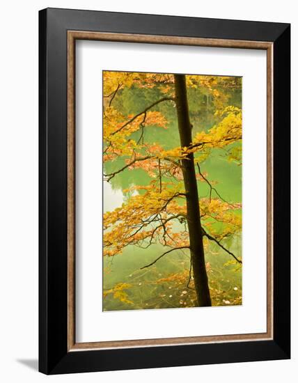 European Beech Tree (Fagus Sylvatica) by Proscansko Lake, Upper Lakes, Plitvice Lakes Np, Croatia-Biancarelli-Framed Photographic Print