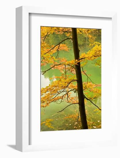 European Beech Tree (Fagus Sylvatica) by Proscansko Lake, Upper Lakes, Plitvice Lakes Np, Croatia-Biancarelli-Framed Photographic Print