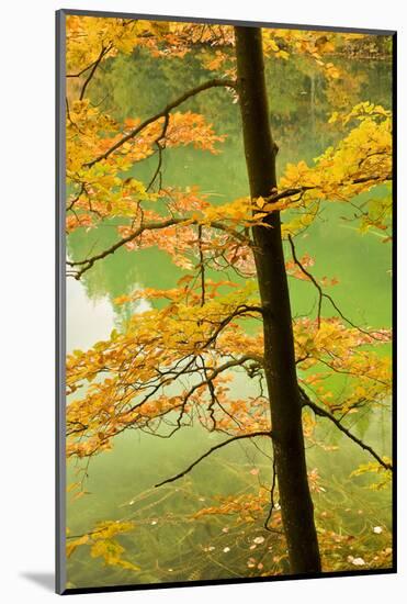 European Beech Tree (Fagus Sylvatica) by Proscansko Lake, Upper Lakes, Plitvice Lakes Np, Croatia-Biancarelli-Mounted Photographic Print