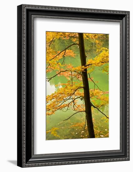 European Beech Tree (Fagus Sylvatica) by Proscansko Lake, Upper Lakes, Plitvice Lakes Np, Croatia-Biancarelli-Framed Photographic Print