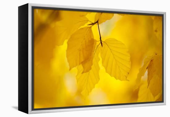 European Beech Tree {Fagus Sylvatica} Yellow Leaves in Autumn, Sence Valley, Leicestershire, UK-Ross Hoddinott-Framed Premier Image Canvas