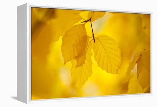 European Beech Tree {Fagus Sylvatica} Yellow Leaves in Autumn, Sence Valley, Leicestershire, UK-Ross Hoddinott-Framed Premier Image Canvas