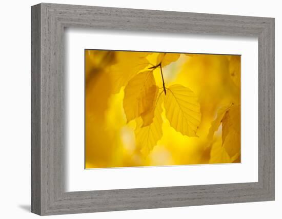 European Beech Tree {Fagus Sylvatica} Yellow Leaves in Autumn, Sence Valley, Leicestershire, UK-Ross Hoddinott-Framed Photographic Print