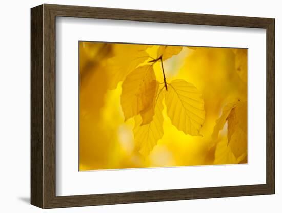 European Beech Tree {Fagus Sylvatica} Yellow Leaves in Autumn, Sence Valley, Leicestershire, UK-Ross Hoddinott-Framed Photographic Print