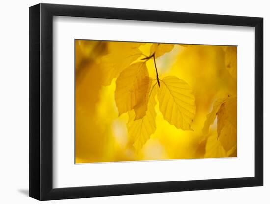 European Beech Tree {Fagus Sylvatica} Yellow Leaves in Autumn, Sence Valley, Leicestershire, UK-Ross Hoddinott-Framed Photographic Print