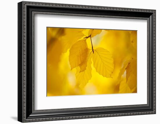 European Beech Tree {Fagus Sylvatica} Yellow Leaves in Autumn, Sence Valley, Leicestershire, UK-Ross Hoddinott-Framed Photographic Print