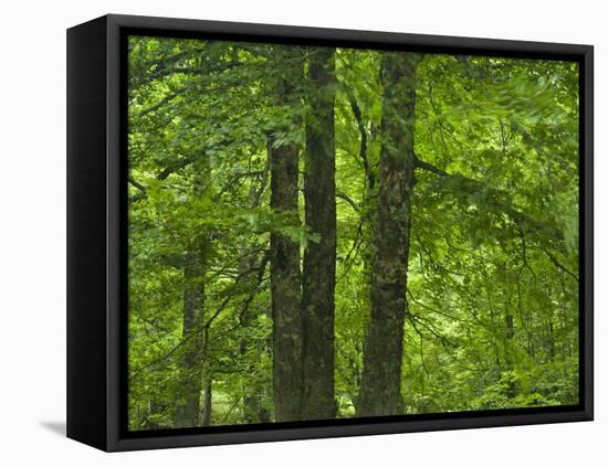 European Beech Trees (Fagus Sylvatica) Pollino National Park, Basilicata, Italy, June 2009-M?ller-Framed Premier Image Canvas