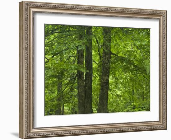 European Beech Trees (Fagus Sylvatica) Pollino National Park, Basilicata, Italy, June 2009-M?ller-Framed Photographic Print