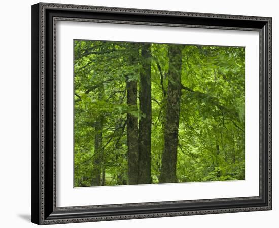 European Beech Trees (Fagus Sylvatica) Pollino National Park, Basilicata, Italy, June 2009-M?ller-Framed Photographic Print