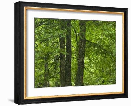 European Beech Trees (Fagus Sylvatica) Pollino National Park, Basilicata, Italy, June 2009-M?ller-Framed Photographic Print