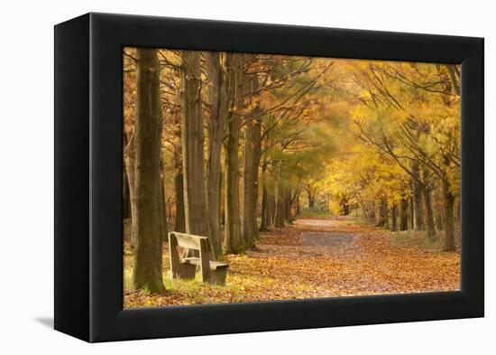 European Beech Trees in Autumn, Beacon Hill Country Park, the National Forest, Leicestershire, UK-Ross Hoddinott-Framed Premier Image Canvas
