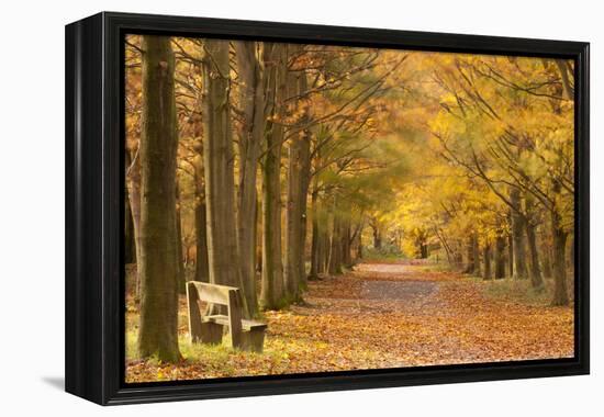 European Beech Trees in Autumn, Beacon Hill Country Park, the National Forest, Leicestershire, UK-Ross Hoddinott-Framed Premier Image Canvas