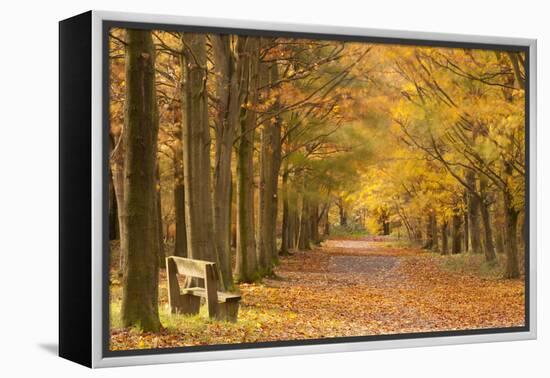 European Beech Trees in Autumn, Beacon Hill Country Park, the National Forest, Leicestershire, UK-Ross Hoddinott-Framed Premier Image Canvas