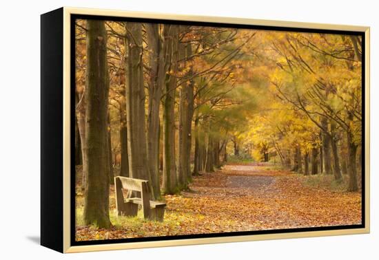 European Beech Trees in Autumn, Beacon Hill Country Park, the National Forest, Leicestershire, UK-Ross Hoddinott-Framed Premier Image Canvas