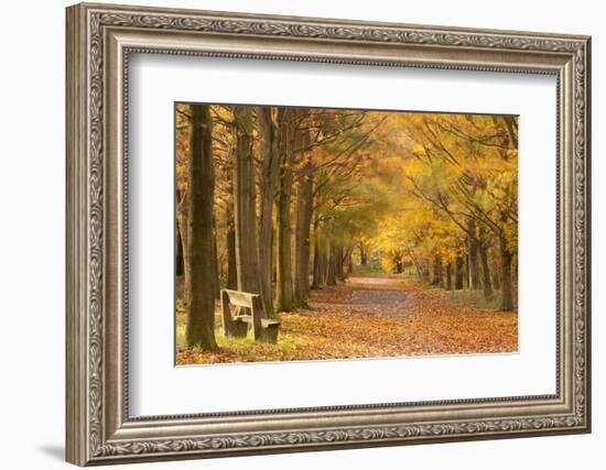 European Beech Trees in Autumn, Beacon Hill Country Park, the National Forest, Leicestershire, UK-Ross Hoddinott-Framed Photographic Print