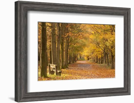 European Beech Trees in Autumn, Beacon Hill Country Park, the National Forest, Leicestershire, UK-Ross Hoddinott-Framed Photographic Print