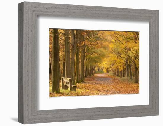 European Beech Trees in Autumn, Beacon Hill Country Park, the National Forest, Leicestershire, UK-Ross Hoddinott-Framed Photographic Print