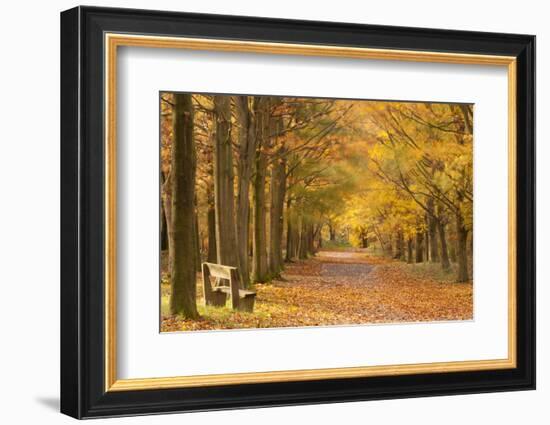 European Beech Trees in Autumn, Beacon Hill Country Park, the National Forest, Leicestershire, UK-Ross Hoddinott-Framed Photographic Print