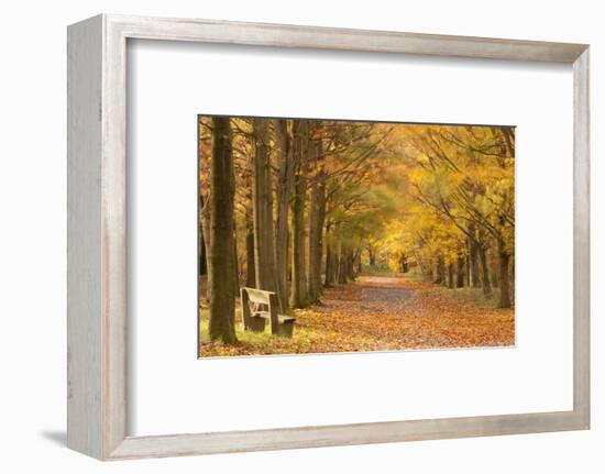 European Beech Trees in Autumn, Beacon Hill Country Park, the National Forest, Leicestershire, UK-Ross Hoddinott-Framed Photographic Print