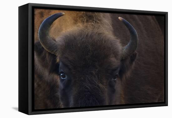 European Bison (Bison Bonasus) Close Up Portrait Showing Horns-Edwin Giesbers-Framed Premier Image Canvas