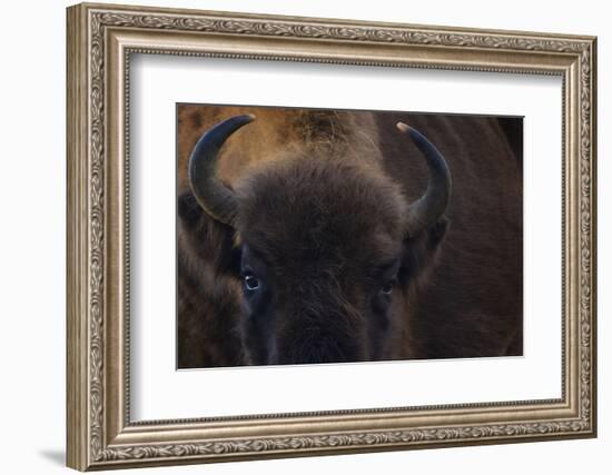 European Bison (Bison Bonasus) Close Up Portrait Showing Horns-Edwin Giesbers-Framed Photographic Print