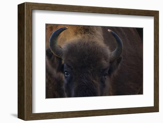 European Bison (Bison Bonasus) Close Up Portrait Showing Horns-Edwin Giesbers-Framed Photographic Print
