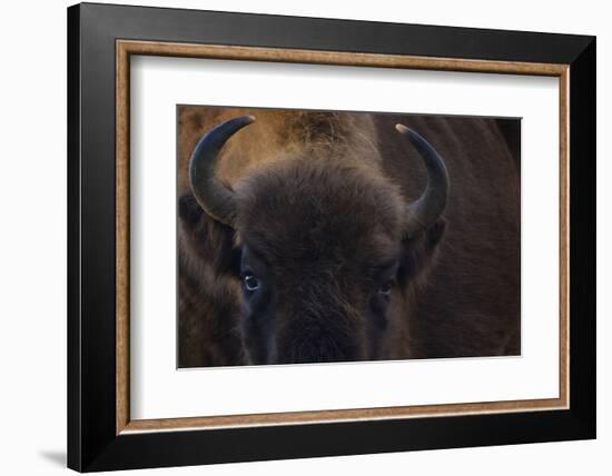 European Bison (Bison Bonasus) Close Up Portrait Showing Horns-Edwin Giesbers-Framed Photographic Print