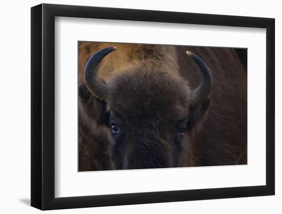 European Bison (Bison Bonasus) Close Up Portrait Showing Horns-Edwin Giesbers-Framed Photographic Print