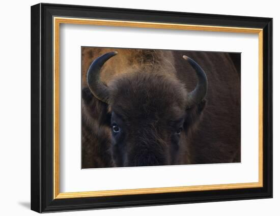 European Bison (Bison Bonasus) Close Up Portrait Showing Horns-Edwin Giesbers-Framed Photographic Print