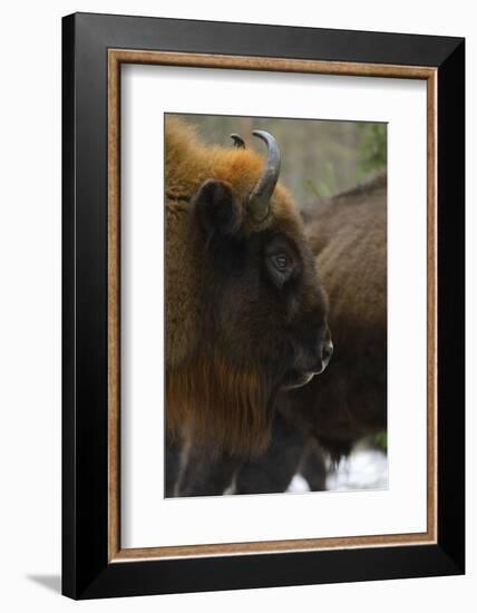 European Bison (Bison Bonasus), Drawsko Military Area, Western Pomerania, Poland, February-Widstrand-Framed Photographic Print