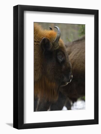 European Bison (Bison Bonasus), Drawsko Military Area, Western Pomerania, Poland, February-Widstrand-Framed Photographic Print