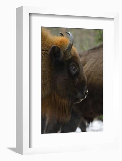 European Bison (Bison Bonasus), Drawsko Military Area, Western Pomerania, Poland, February-Widstrand-Framed Photographic Print