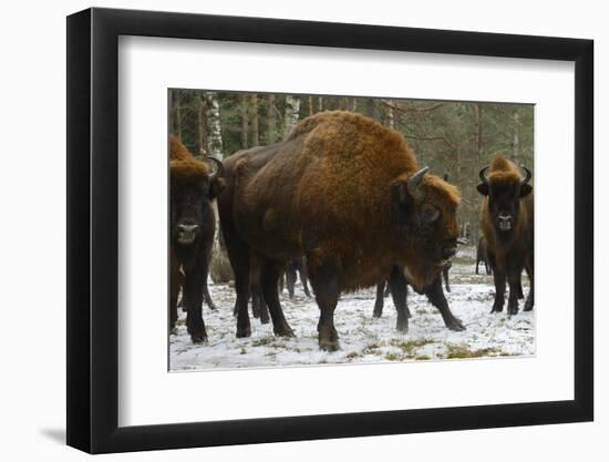 European Bison (Bison Bonasus), Large Bull, Drawsko Military Area-Widstrand-Framed Photographic Print