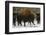 European Bison (Bison Bonasus), Large Bull, Drawsko Military Area-Widstrand-Framed Photographic Print