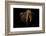 European Bison (Bison Bonasus) Standing in Shadow-Edwin Giesbers-Framed Photographic Print