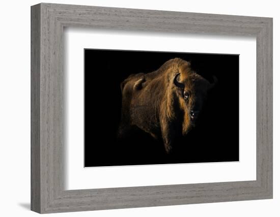 European Bison (Bison Bonasus) Standing in Shadow-Edwin Giesbers-Framed Photographic Print