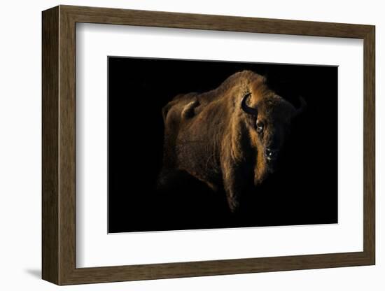 European Bison (Bison Bonasus) Standing in Shadow-Edwin Giesbers-Framed Photographic Print