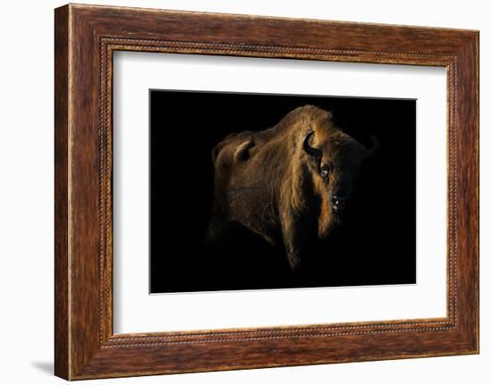 European Bison (Bison Bonasus) Standing in Shadow-Edwin Giesbers-Framed Photographic Print