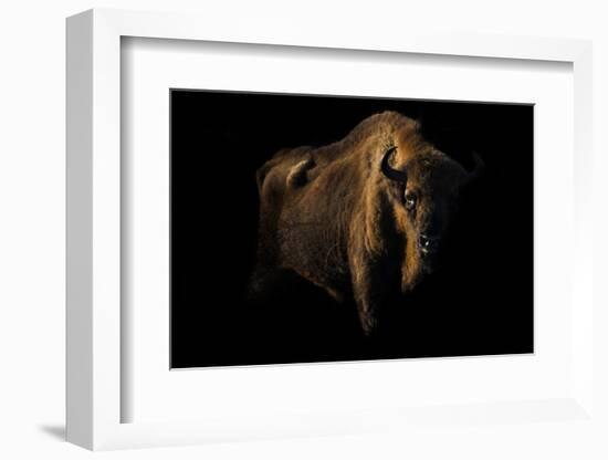 European Bison (Bison Bonasus) Standing in Shadow-Edwin Giesbers-Framed Photographic Print